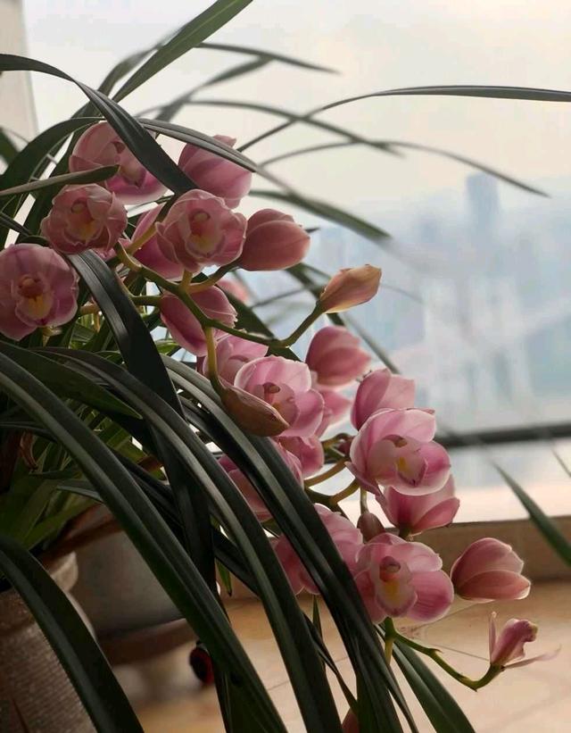 大花蕙兰怎么养，花苞多花朵大灿烂盛开（蕙兰怎么养）