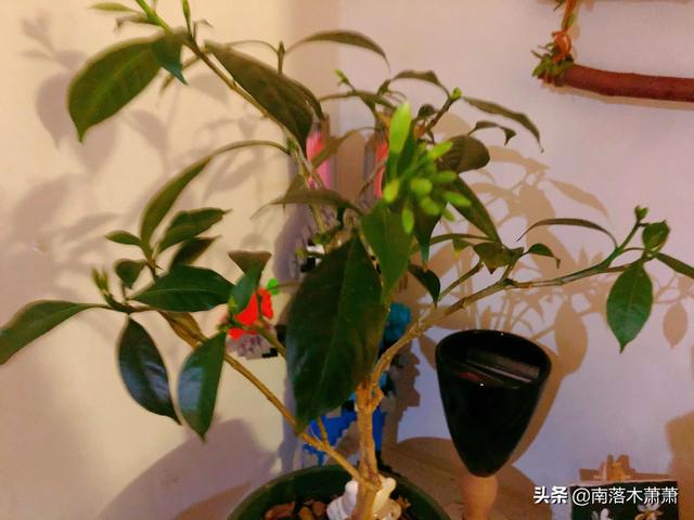 酱炒韭菜鸡蛋的家常做法，大酱韭菜炒鸡蛋的做法（家常小炒：韭菜炒鸡蛋的做法）