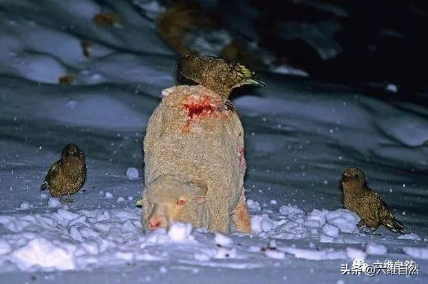 啄羊鹦鹉的形态特征，啄羊鹦鹉的形态特征描写（啄羊鹦鹉和绵羊关系恶化）