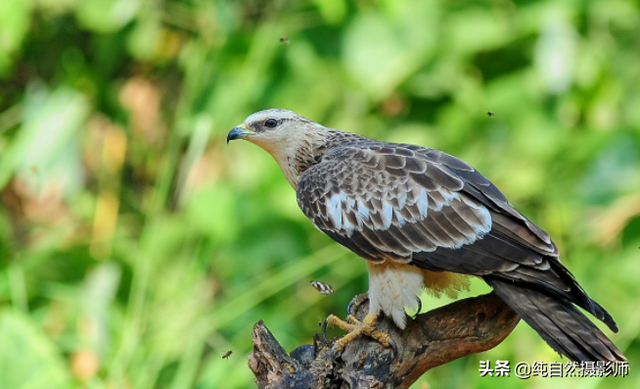 老鹰品种种类图片