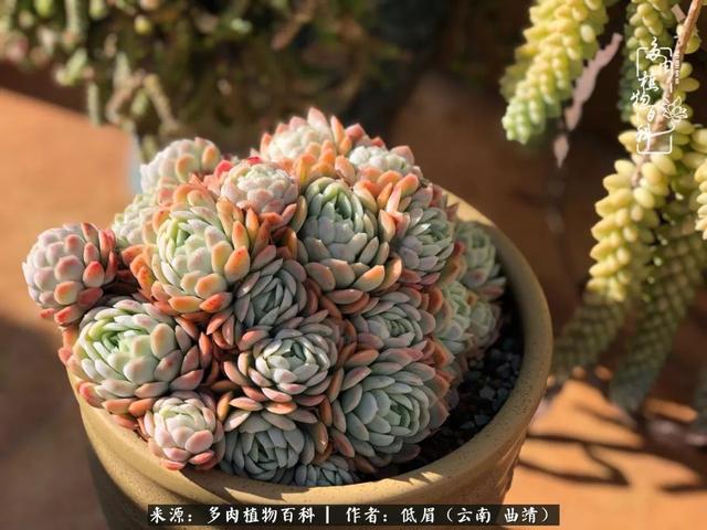 很丧很失望——低眉.，皱着眉头哭丧（陪你度过寒冷的圣诞平安夜图片）