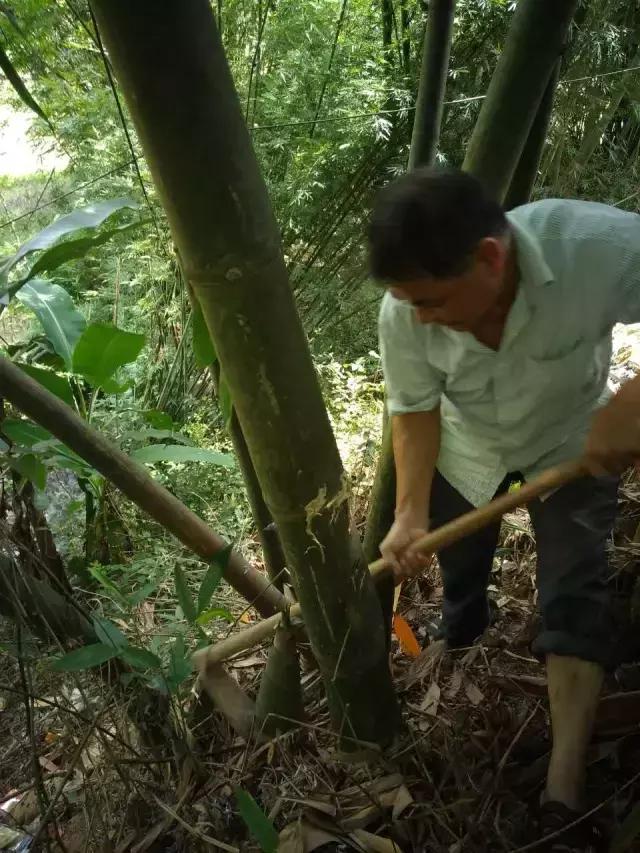 怎样处理鲜竹笋，来看处理新鲜竹笋的小妙招