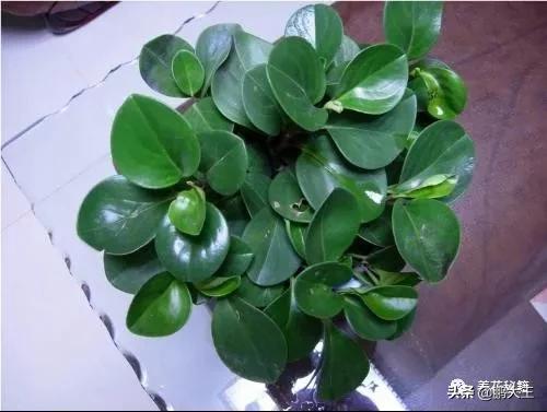 橡皮树的寓意是什么，花匠带你养花之橡皮树养护知识大全