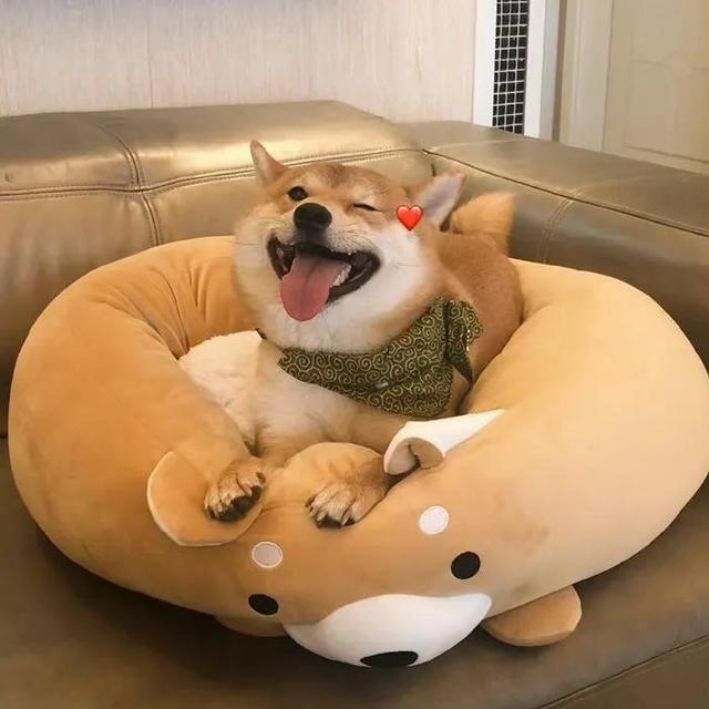 可爱的笑容，微信头像，可爱的笑容（单身狗子头像自拍）