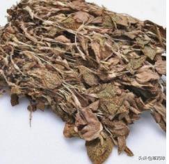 野生与种植的金线莲功效区别，金线莲栽培品和金线莲野生品的区别秘密