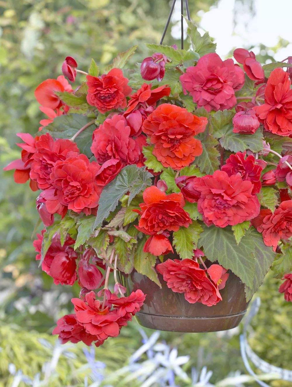 消费者的审美,也推出了一些特别的品种,例如月季花,牡丹花,海棠花等等