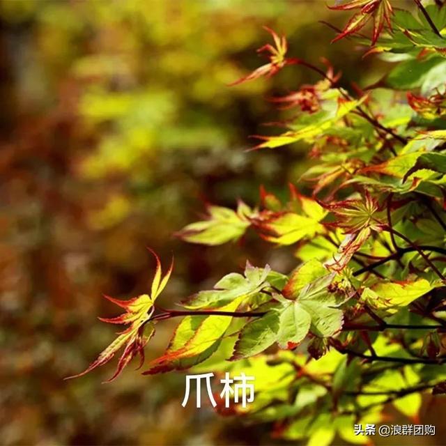 什么样的枫树填空。，什么的枫树填空词语二年级（增添了花园四季色彩之美）