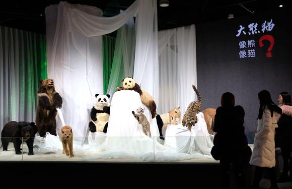 熊猫名字的来历是什么，大熊猫名字由来（来聊聊关于它名字的故事吧）