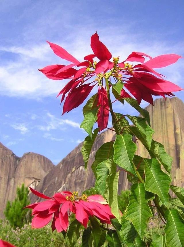 一品红图片，原来市场上的一品红都是带“病菌”的（植物大战僵尸2一品红图片）