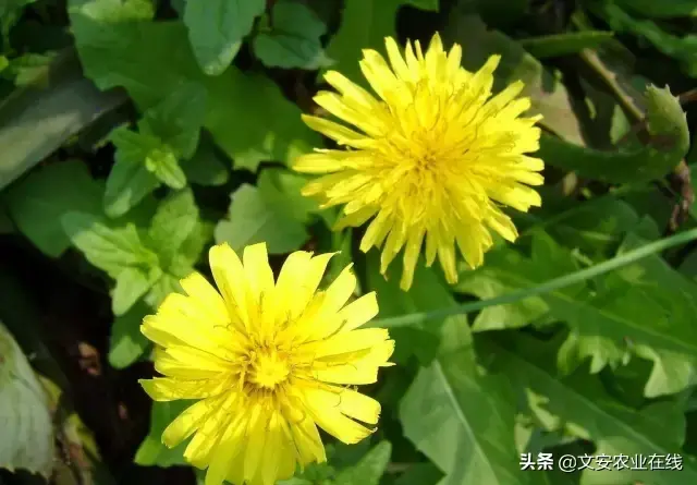野荞麦根和乌鸡蛋煮，野荞麦根和乌鸡蛋煮水的功效（农业科普：53种野菜）