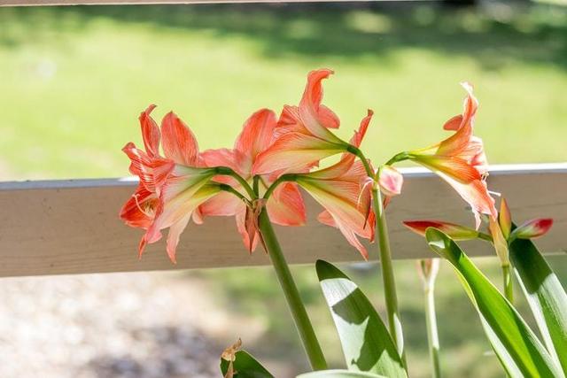 伯利恒之星花语，伯利恒之星（5种花代表不同的暗恋心情）