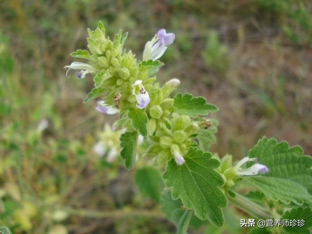野生防风草图片 ,野生防风的图片(人称"防风草")
