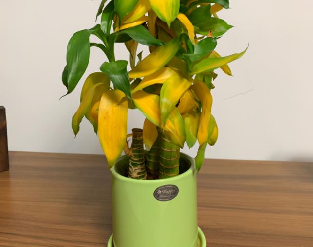 栀子花叶子发黄是什么原因，栀子花叶子发黄的原因是什么（栀子花叶子发黄）