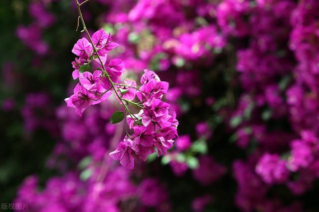 三角梅哪个品种最漂亮好看，三角梅哪个品种最勤开花？花开最美艳