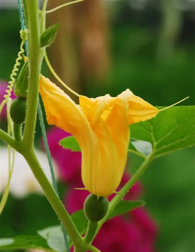 倭瓜花是什么（南瓜花欣赏）