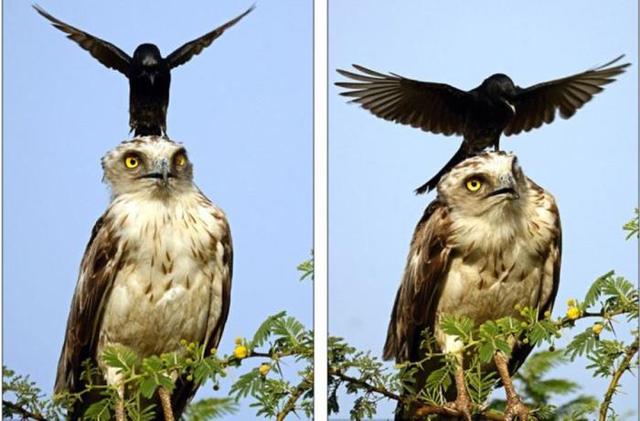 扶老携幼的动物，扶老携幼打一动物（乌鸦干过的事可不止薅毛）
