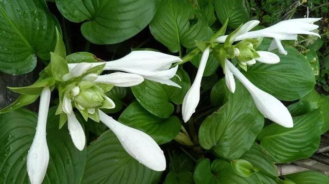 伯利恒之星花语,查自己的本命花(感受生活的温度<二>) 伯利恒之星花语,查自己的本命花(感受生活的温度<二>)