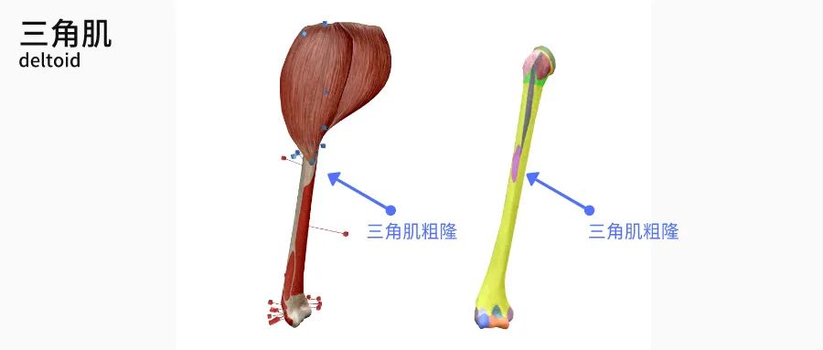 肱骨长是什么意思，股骨长是什么意思（肩关节肌骨解剖学——第三讲）