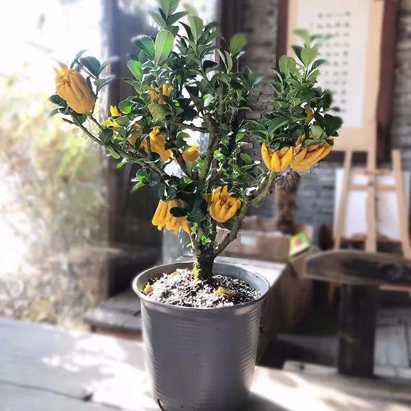 珊瑚豆的养殖方法和注意事项，珊瑚豆的养殖方法生长期每月施一次氮肥（7月在家养盆“吉祥果”）