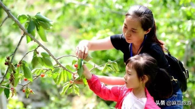 阴阳师樱桃妖位置分布，阴阳师樱桃妖在哪打好（新乡这个地方的樱桃可以采摘了）