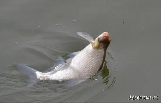 鱼下巴的营养价值，鲷鱼下巴的营养价值（既有营养价值又具有药用价值的鱼———鳊鱼）