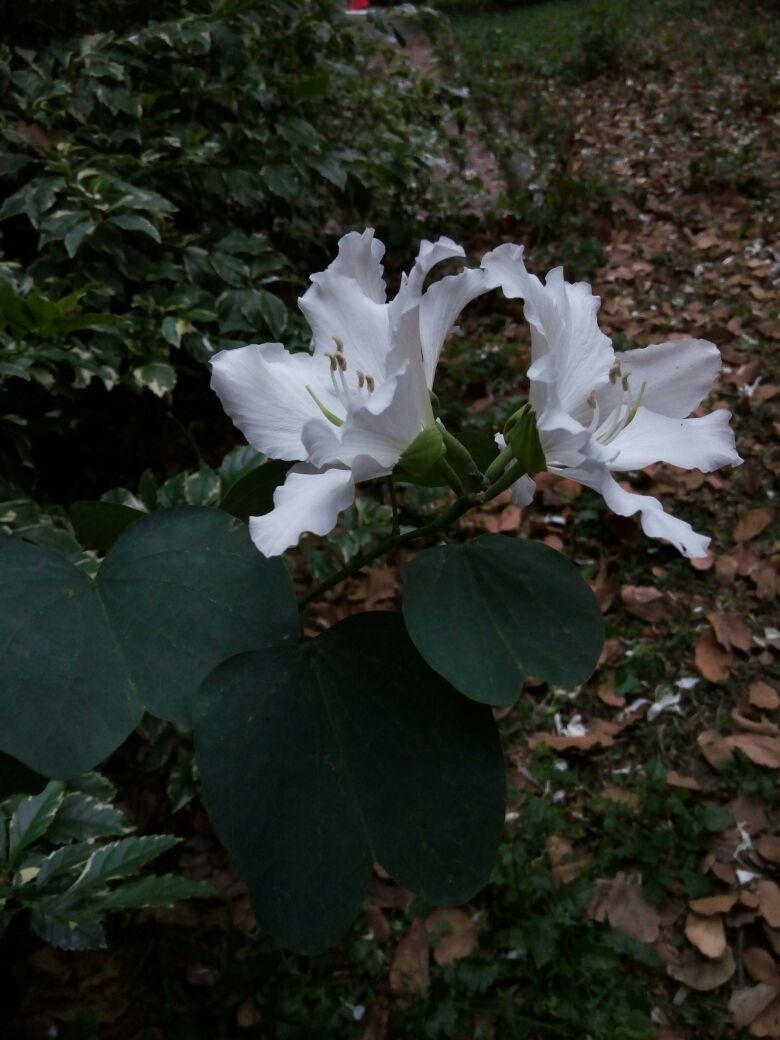 这种白色的像向日葵的花是什么啊，这种白色的像向日葵的花是什么啊英语（特写：白紫荆花）
