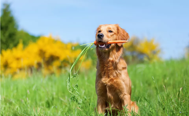 狗狗吃胡萝卜有什么好处，长期给狗喂胡萝卜可以吗