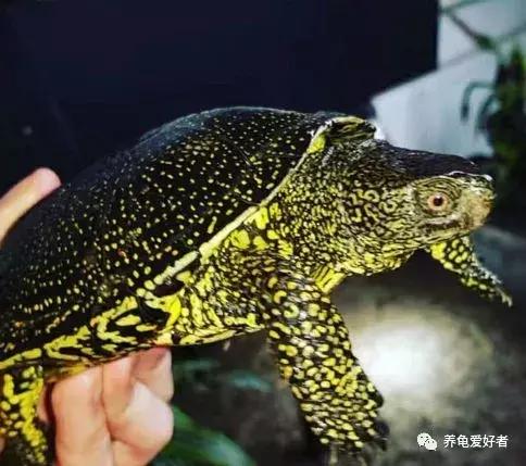 草龟干养还是水养好，草龟干养还是水养好怎么分公母（有几个注意点还是要留意的）