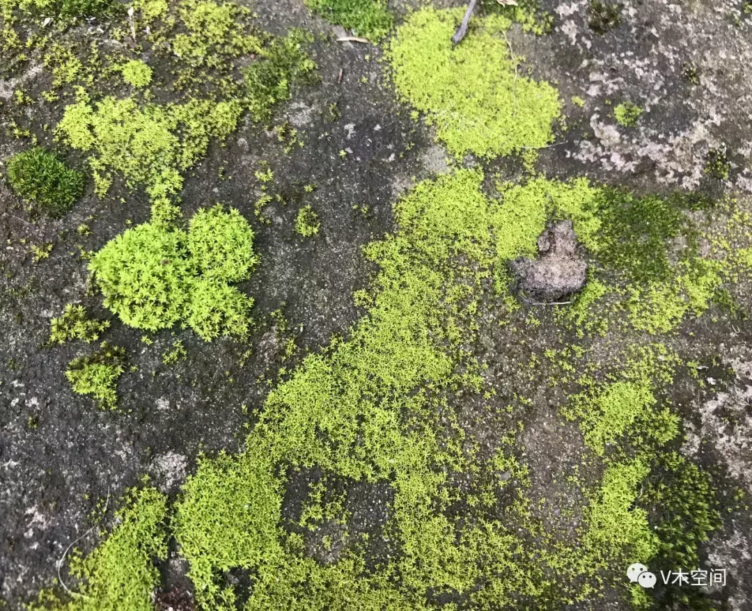 藓怎么组词，身边的苔藓植物——砂藓