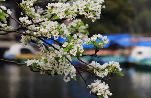 关于李子花的诗句，关于李子花的诗句经典（李花怒放一树白）