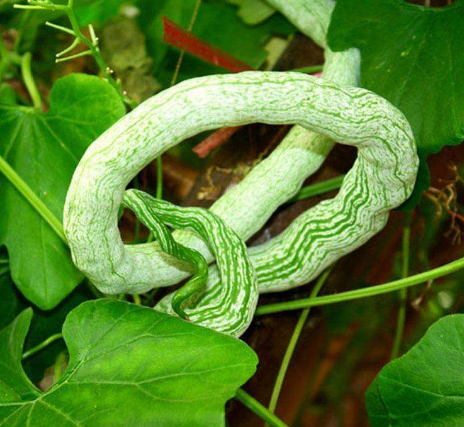 南瓜的品种常见的有几种，南瓜品种大全图片及名称（农村人最爱种植的20种“瓜”）