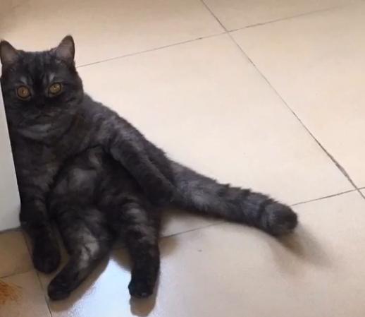 串串猫是什么品种，串串是什么品种（乱配生出的小猫）