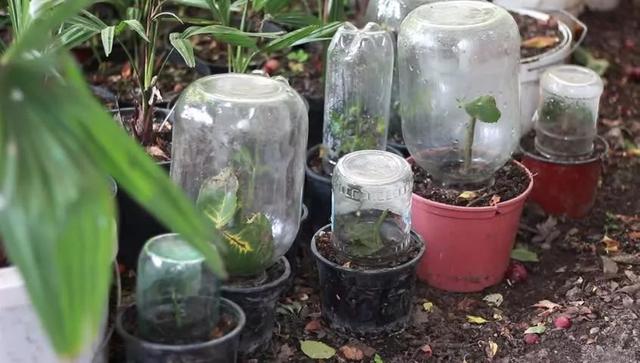 玫瑰花多久开花，玫瑰花多久开花结果（用玫瑰的种子进行繁殖）