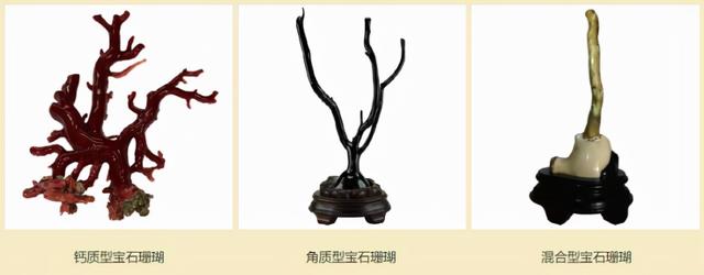 金丝柳，“金珊瑚”和“金丝柳”的替代品（金丝柳图片）