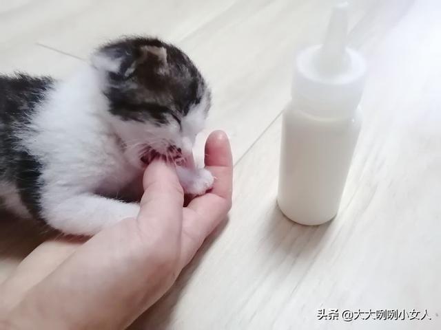 什么是开脸狗，民间说法开脸狗为什么不好（家有小奶猫）