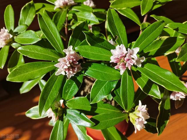 金边瑞香怎么养开花，金边瑞香怎么养开花好（“一多二勤”要牢记）