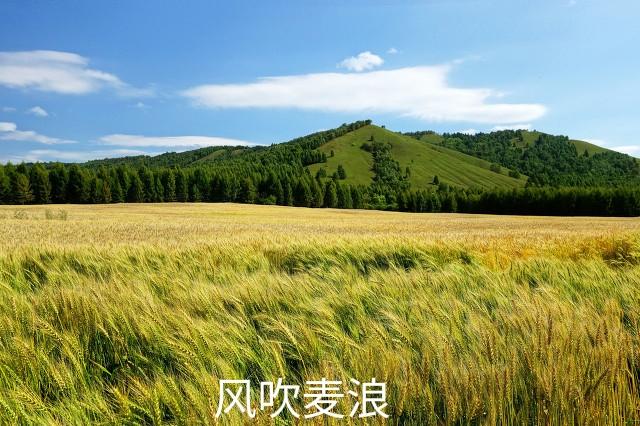 “任听风吹麦浪，寒冬甚是喧嚣”.，任听风吹麦浪,寒冬甚是喧嚣（听听歌《风吹麦浪》图片）