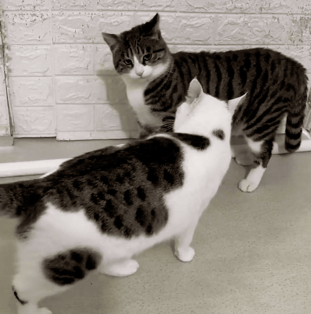 狸花猫是土猫吗，狸猫是土猫吗（那些年嘲笑狸花是小土猫的人）