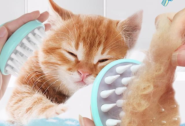 猫咪掉毛怎么解决，猫咪掉毛严重应该怎么办（猫咪掉毛怎么办）