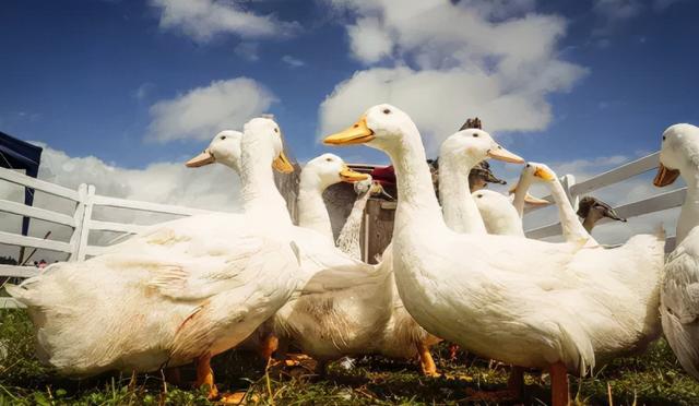 滋阴清热养血润燥的食物，养血润燥吃什么食物（来碗沙参玉竹老鸭汤）