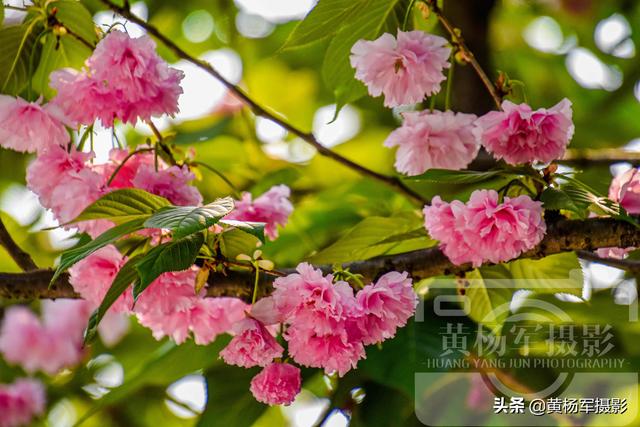 樱花的颜色，绿叶中娇美动人的花朵（樱花的颜色有哪些）