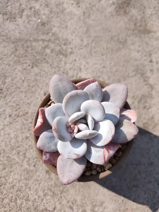 红唇多肉如何养，红唇多肉怎么养出多头（阳台党一样可以养出漂亮的多肉）