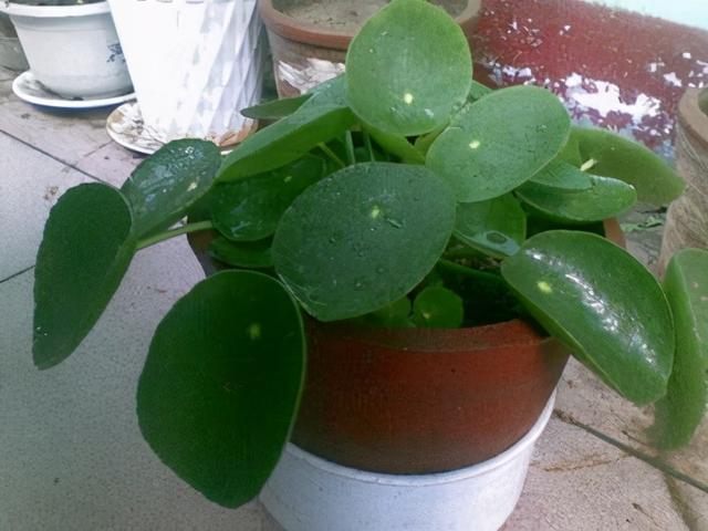 镜面草的养殖方法，镜面草的养殖（一种耐阴又好养的室内植物）
