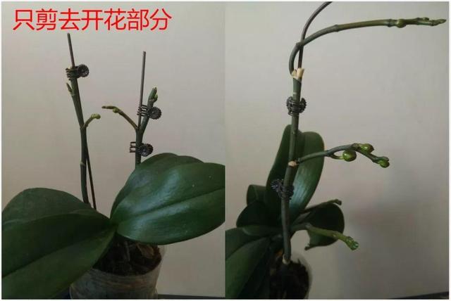 蝴蝶兰的养殖方法和注意事项，蝴蝶兰的养殖方法及注意事项大全（蝴蝶兰想养好很容易）