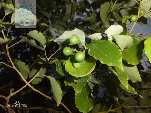如何使肉桂叶油绿，肉桂黄叶怎么办（国家重点保护野生植物-卵叶桂）