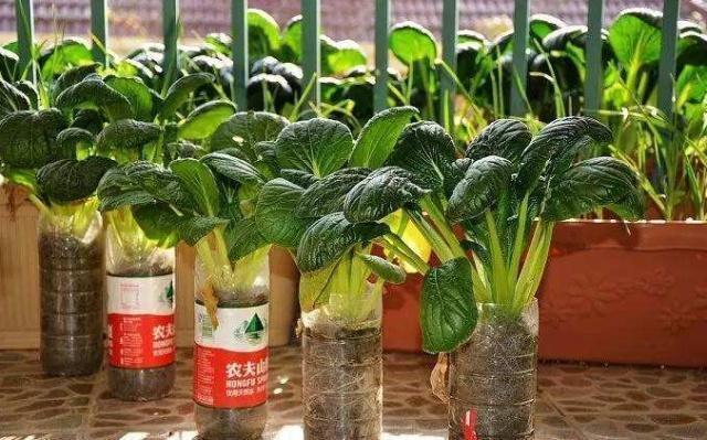 自制超大的种菜盆，阳台种菜盆简单自制（剪剪变成“种菜盆”）