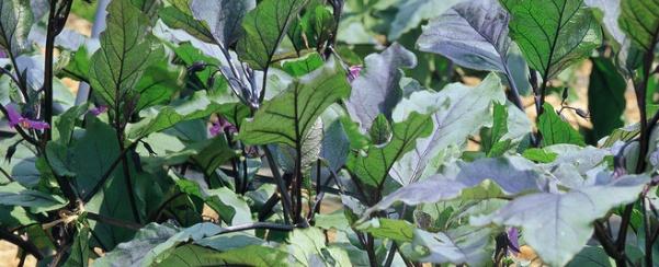 茄子怎么种植能种好（茄子种植时间种植经验分享）