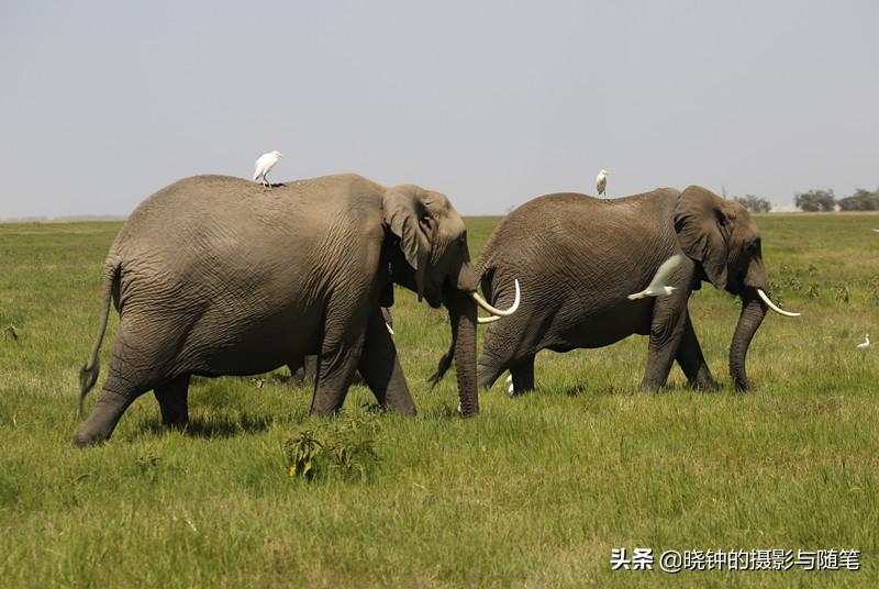 用相机留住动物"共生"的完美瞬间