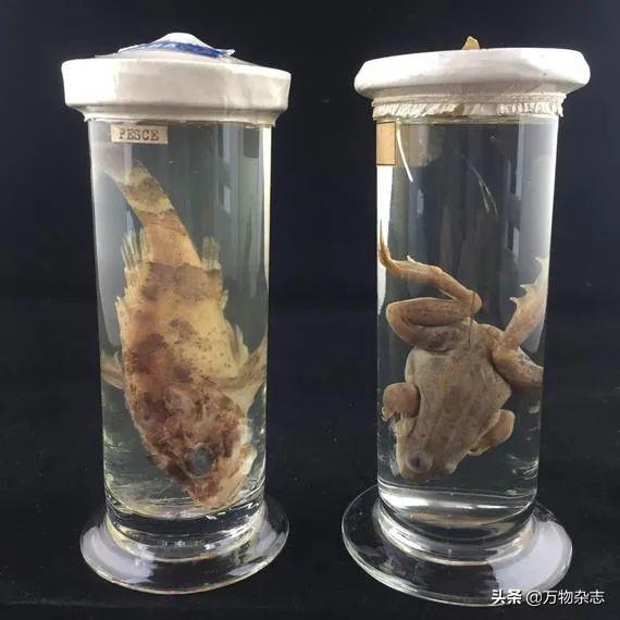 桑蚕丝衣服容易皱怎么办，桑蚕丝衣服真的不要买（衣服为什么动不动就皱巴巴）