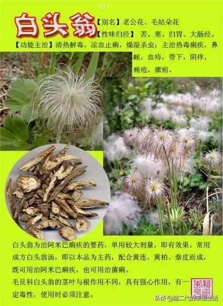 常见中草药图谱，中草药经典图谱（让你知道常用药都长啥样）